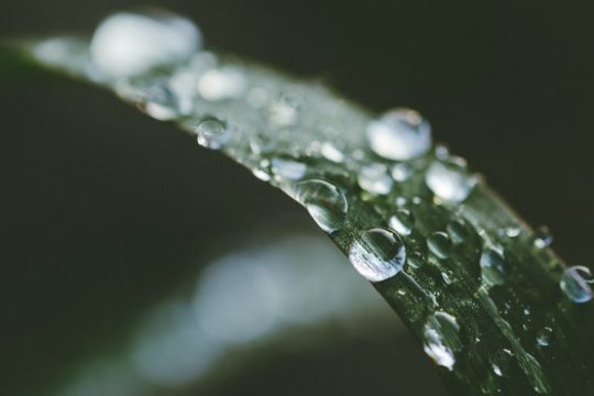 pexels-neosiam-683198